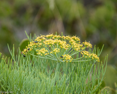 Tordylieae