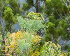 Tordylieae