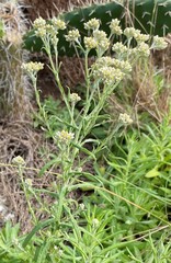 Pseudognaphalium undulatum