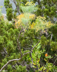 Tordylieae