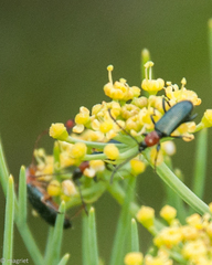 Neoeutrapela