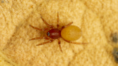 Australoonops granulatus