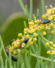 Neoeutrapela