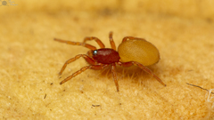 Australoonops granulatus