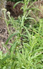 Pseudognaphalium undulatum