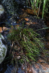 Juncus bulbosus