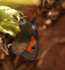 Paternympha narycia