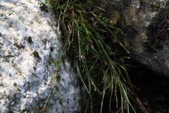 Juncus bulbosus