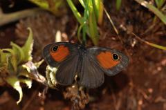 Paternympha narycia
