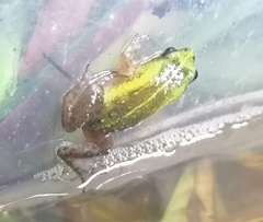 Microbatrachella capensis