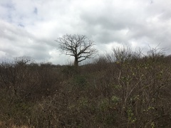 Ceiba trischistandra
