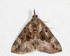 Hypena palparia