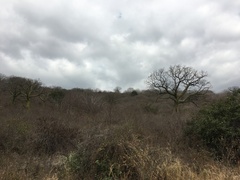 Ceiba trischistandra