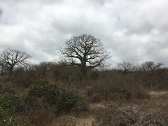Ceiba trischistandra