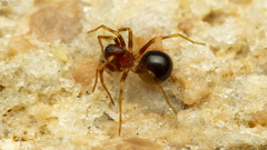 Mallinus nitidiventris