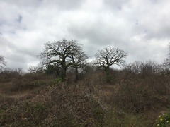 Ceiba trischistandra