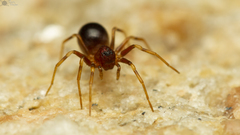 Mallinus nitidiventris