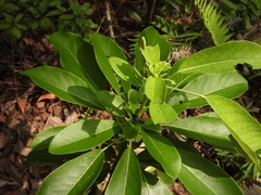 Macroglossum passalus