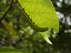 Macroglossum passalus