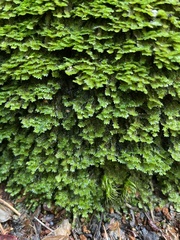 Diplophyllum