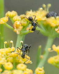 Camponotus niveosetosus