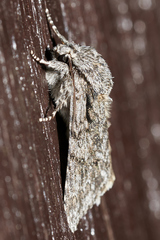 Acronicta auricoma