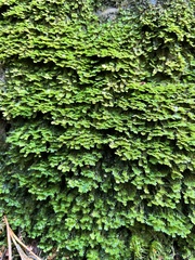 Diplophyllum