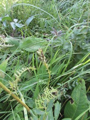 Pedicularis uralensis