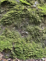 Diplophyllum