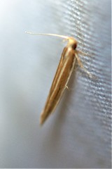Pyroderces albistrigella