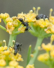 Camponotus niveosetosus