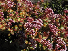 Crassula rupestris rupestris