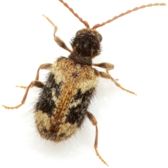 Ptinus texanus