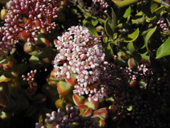 Crassula rupestris rupestris