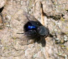 Calliphora quadrimaculata