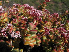 Crassula rupestris rupestris