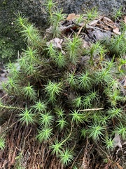 Polytrichum