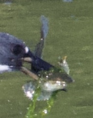 Leptocottus armatus