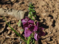 Diascia parviflora