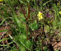 Diascia parviflora