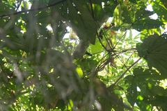 Cymbilaimus lineatus