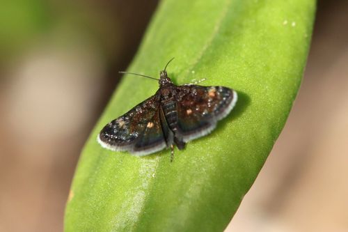 Heliothela wulfeniana