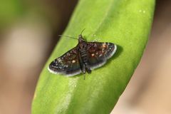 Heliothela wulfeniana