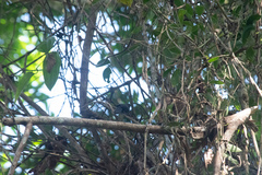 Thamnophilus schistaceus