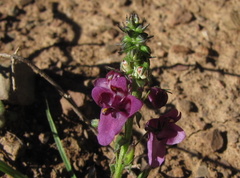 Diascia parviflora