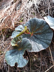 Begonia tapatia