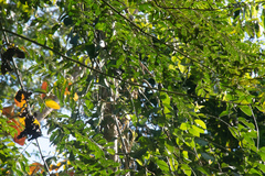 Cercomacroides serva