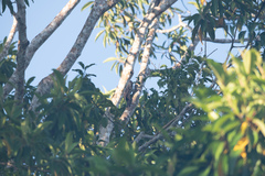 Campephilus melanoleucos