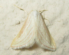 Acidaliastis bicurvifera