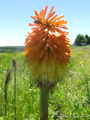Kniphofia tysonii